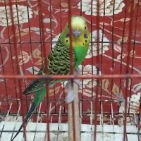 مرغ عشق ویک عدد کفش ایمنی|پرنده|بندر ماهشهر, |دیوار