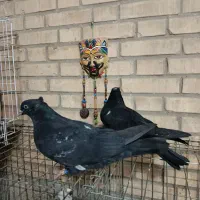 کله سیاه|پرنده|اهواز, بهارستان|دیوار