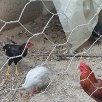 فروش دو عدد سسی طوسی رنگ|پرنده|پارس‌آباد, |دیوار