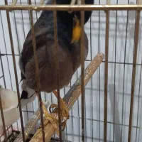 مرغ مینا سخنگوباهوش و زبل|پرنده|اسلام‌شهر, شهرک محمدیه|دیوار