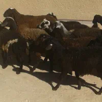 بره بهاری|حیوانات مزرعه|درگهان, |دیوار