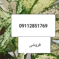 سیم کارت دائمی