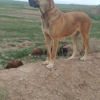 ماده‌سرابی|سگ|مهربان, |دیوار