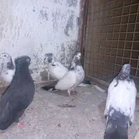 چند عدد کردم سبز بلند کشیده|پرنده|قائمشهر, |دیوار