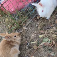 خرگوش|موش و خرگوش|ری, علایین|دیوار