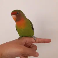 طوطی کوتوله برزیلی فول دستی و سخنگو