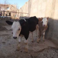 گوساله نر سیمنتال به فروش می‌رسد