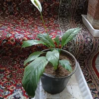 یوگا. نخل خرما. نهال پرتقال.نارنج. لیموشیرین و ترش|گل و گیاه طبیعی|کرمانشاه, |دیوار