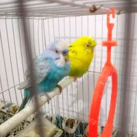 مرغ عشق|پرنده|مشهد, کاظم آباد|دیوار