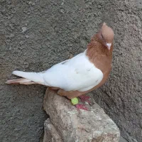 کبوتر