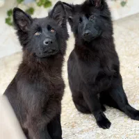 فروش ژرمن بلک نر و ماده|سگ|کلاچای, |دیوار