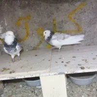 کبوتر هما نر