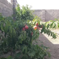 باغ|فروش زمین و ملک کلنگی|شبستر, |دیوار