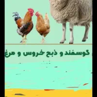 مرغ و خروس محلی گوشتی با پلاک بهداشت