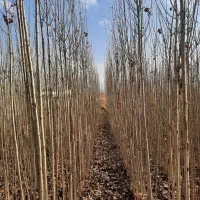 صنوبر دو ساله|گل و گیاه طبیعی|بکتاش, |دیوار