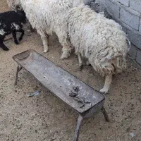 گوسفند ابستن|حیوانات مزرعه|میرجاوه, |دیوار