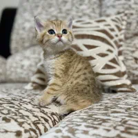 واگذاری گربه بریتیش|گربه|تبریز, |دیوار