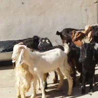 تعدادی کره نر وماده|حیوانات مزرعه|وحدتیه, |دیوار