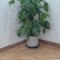 درختچه برگ انجیری طبیعی