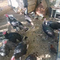 بوقلمون