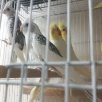 جفت‌البینو‌ولتینو