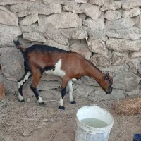 فروش دوعدد گیسه داشتی جفت باهم