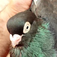 ماده صرب ۲ عدد جوان|پرنده|آبادان, |دیوار