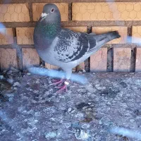 پرنده|پرنده|نهبندان, |دیوار