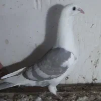 کبوتر پشت گراف جوجه