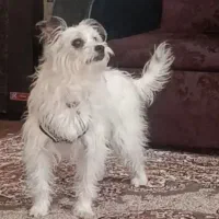 پا کوتا|سگ|تبریز, |دیوار