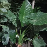 فروش گل بابا ادم