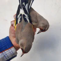 سهره تازه گیر|پرنده|بندر انزلی, بی بی حوریه|دیوار