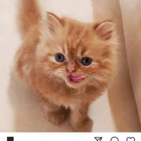 فروش بچه گربه نژاد پرشین