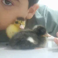 جوجه اردک ۶تا موجوه