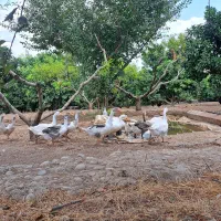 فروش فوری ۲۲ عدد غاز محلی و آفریقایی ، مرغ و خروس