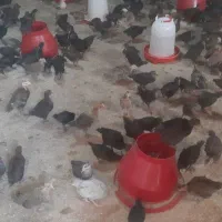 فروش نیمچه مرغ محلی اصل عربی