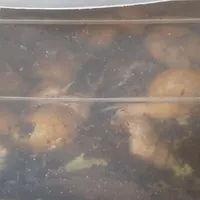 فروش حلزون