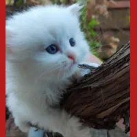 گربه پرشین عروسکی چشم آبی