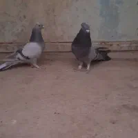 ماده پر نر سبز پر|پرنده|بابا حیدر, |دیوار