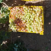 انگور برای سرکه