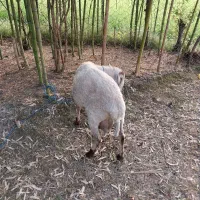 گوسفند