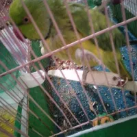 طوطی ملنگو|پرنده|رفسنجان, |دیوار