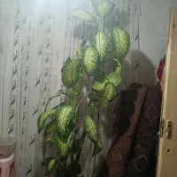 گل آپارتمانی