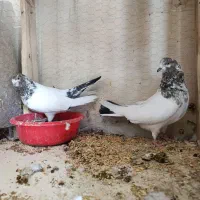 چهار جفت کفتر اصیل|پرنده|خلخال, |دیوار