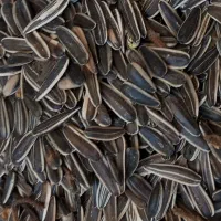 انواع طوطی سانان  و  یک سهره