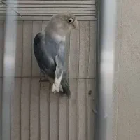 انواع کوتوله