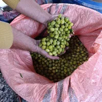 انجیر خشک و زیتون طارم|خوردنی و آشامیدنی|چورزق, |دیوار