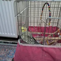 عروس هلندی نر سنخنگو|پرنده|شاهینشهر, شهرک ردانی پور|دیوار