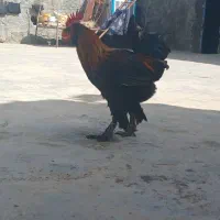 خروس دیلگونی|حیوانات مزرعه|دهدشت, |دیوار