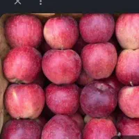 سیب قرمز ماتیکی